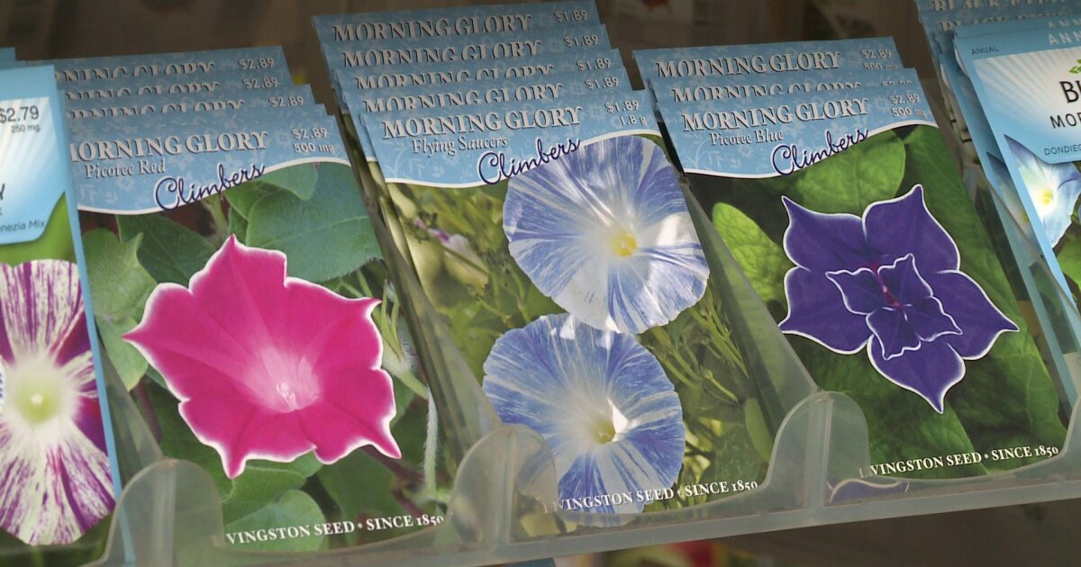 Nursery Limits Sale Of Morning Glory Seeds To Buzz Seeking Youngsters