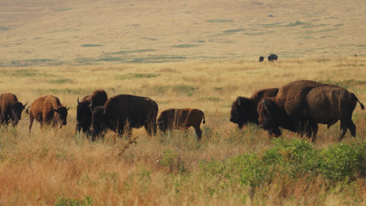 Bison Rut