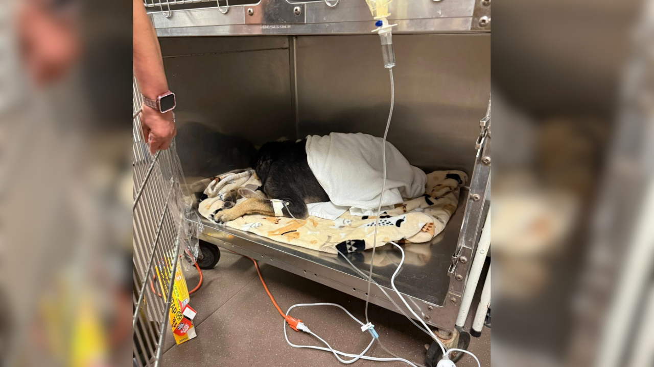 dog pulled from Rockport Beach 1