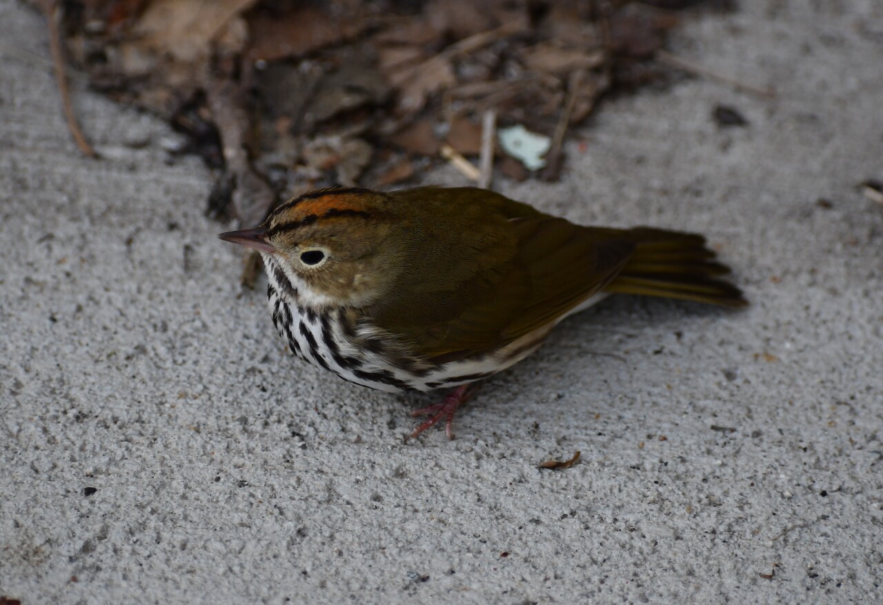 Oven Bird 9May2023_Ovenbird_LIVE_stunned-recovering_DSC_2020_cropped.jpg