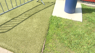 truf and grass.png