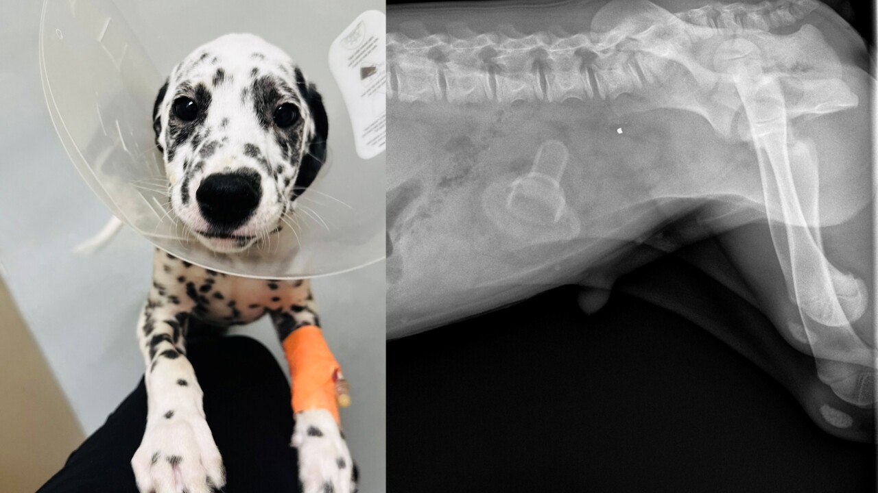Dalmatian puppy swallows baby bottle nipple, undergoes lifesaving surgery thanks to the Idaho Humane Society