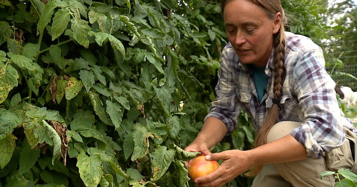 Brookside Farmers Market grows in attendance as growers adapt, bring new crops - Vimarsana News