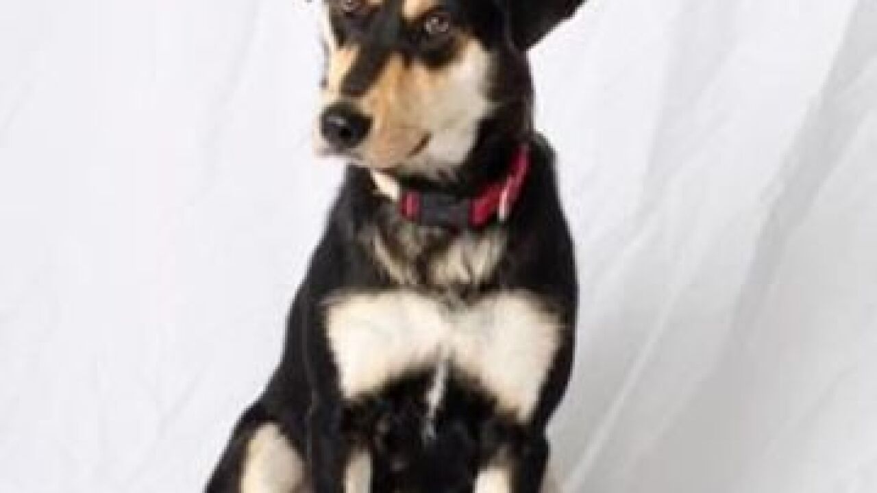 Pet preview: Empty the Shelter Day Aug. 15