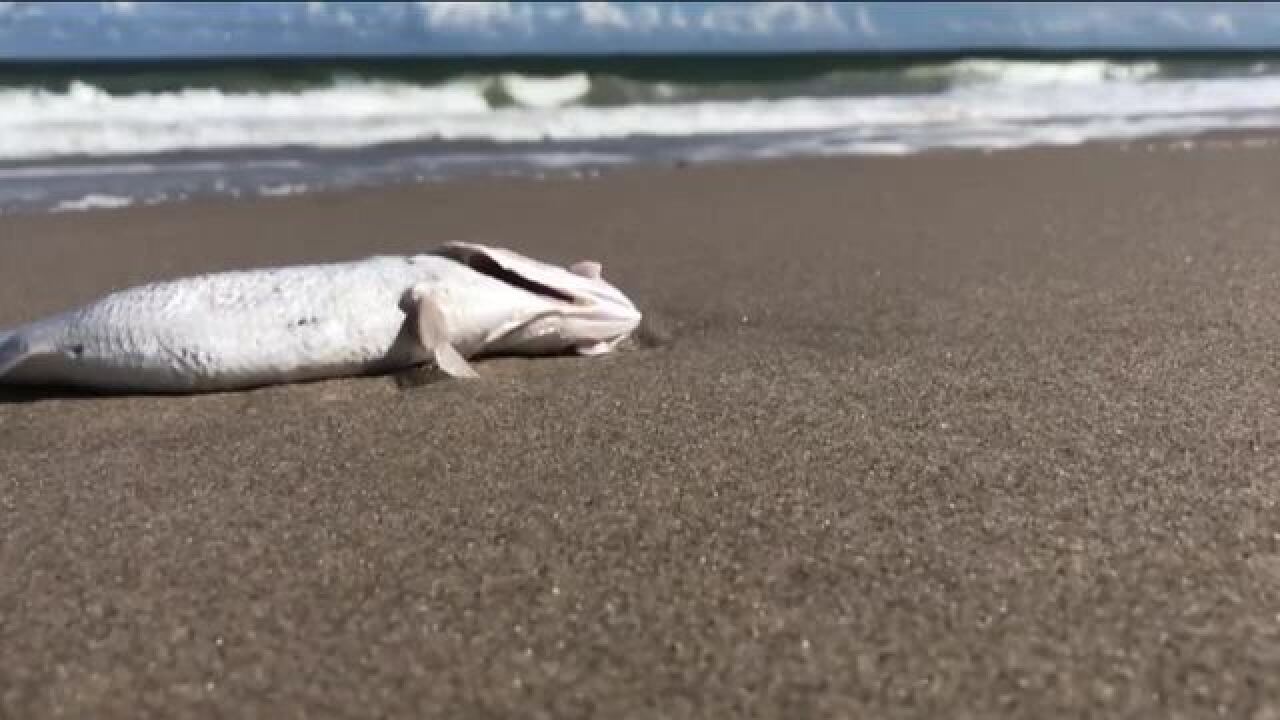 Red Tide Impacting Businesses Tourism In Indian River County