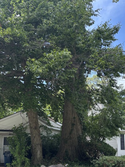 Willoughby Lawn issue