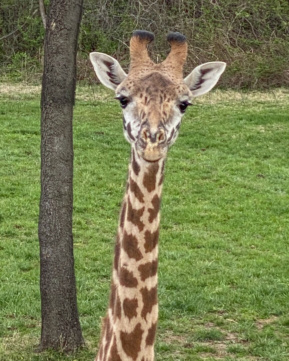 Rowan the Masai giraffe