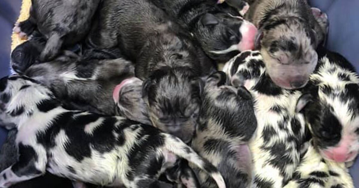19 Great Dane puppies delivered at Kingman Animal Hospital
