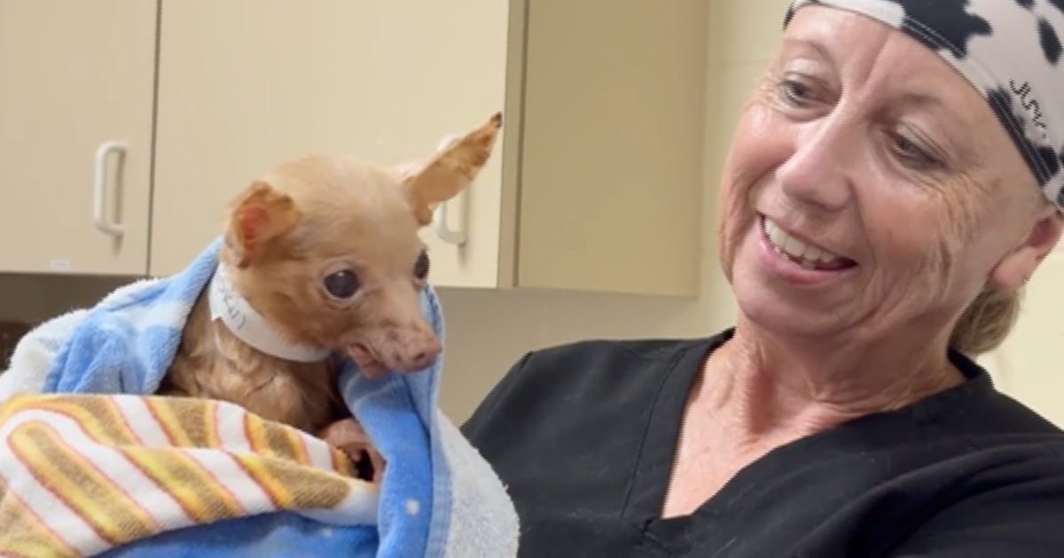 Martin County hoarding case yields 108 rescued animals, over a dozen adopted