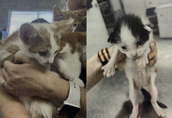 47119807-Screenshot 2025-11-19 at 3.34.32 PM.png