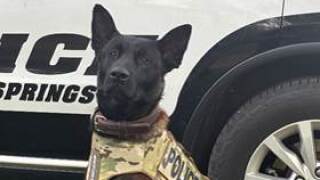 K9 Loki