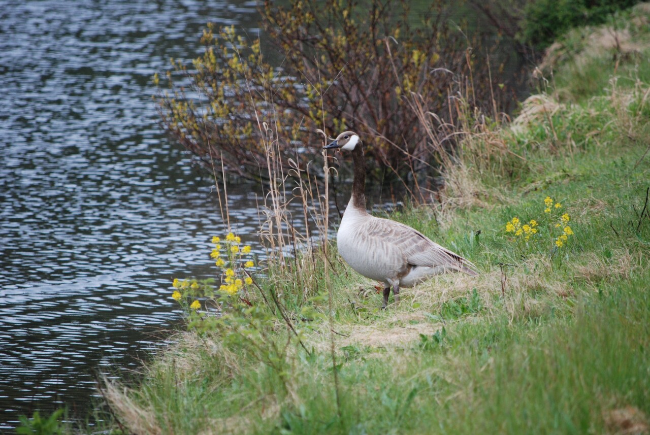 W.K. Kellogg Bird Sanctuary.jpg