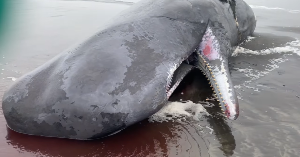 40foot endangered sperm whale washes ashore in Oregon