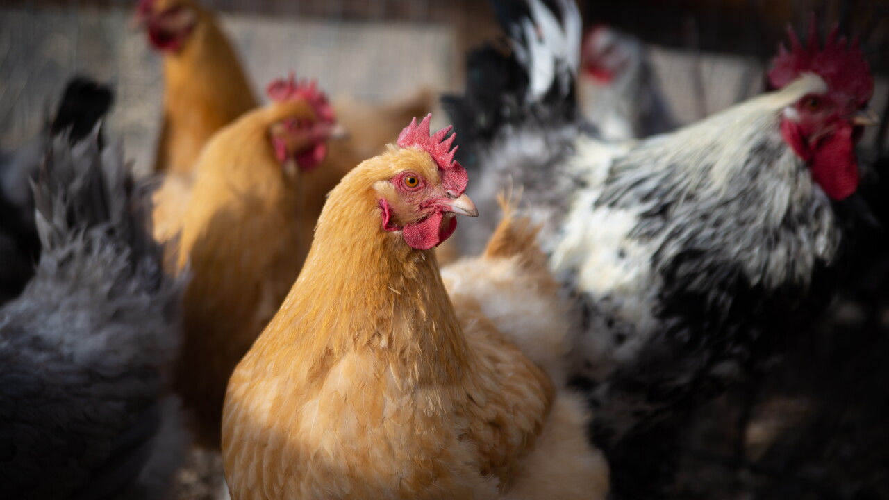 Chicken Colorado Mt. Healthy Hatchery shows benefits of raising your own backyard chickens