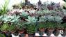 New Succulent Bar in Murfreesboro