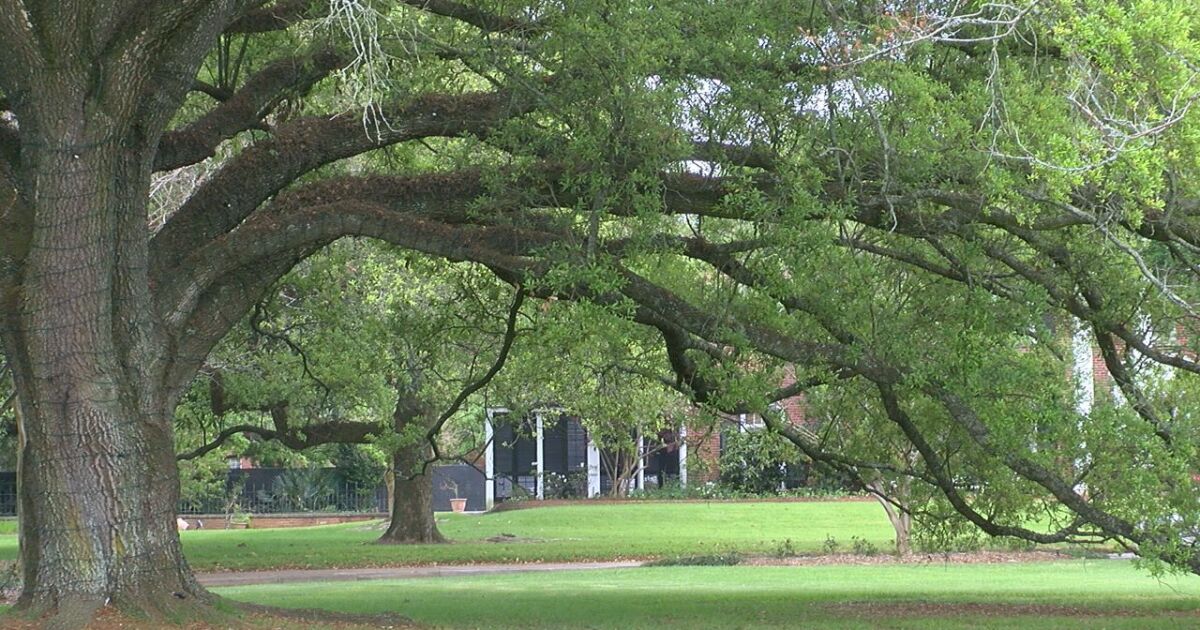 Spring allergies affecting acadiana Spring allergies affecting acadiana