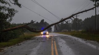 A tree downed by Florence