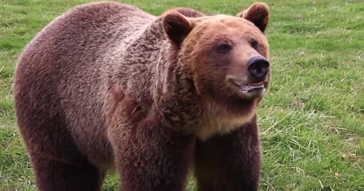Grizzly bear biologists: Good food year brought less conflict, mortality - Vimarsana News