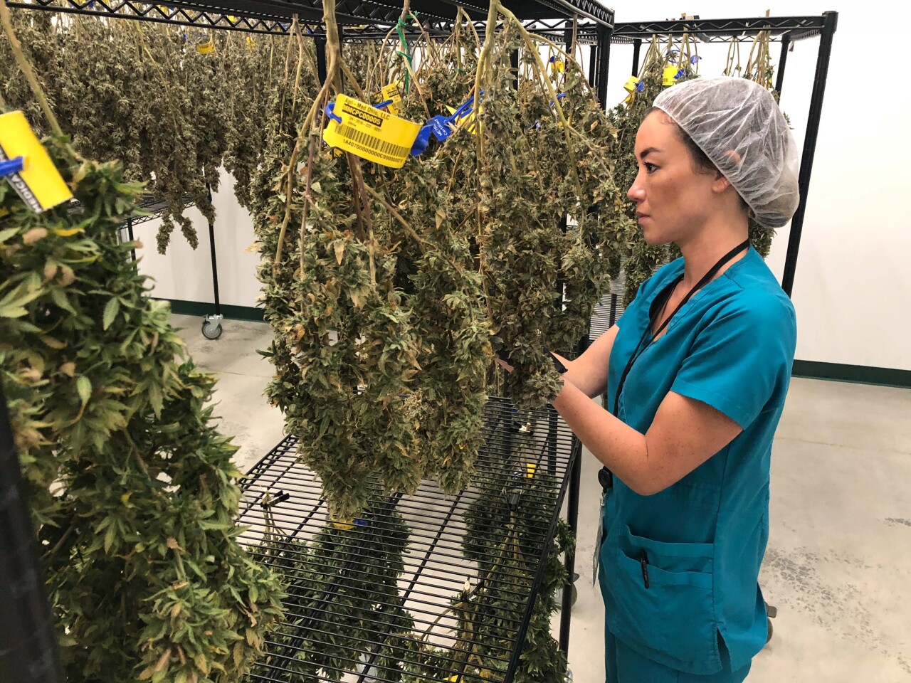 Medical Marijuana