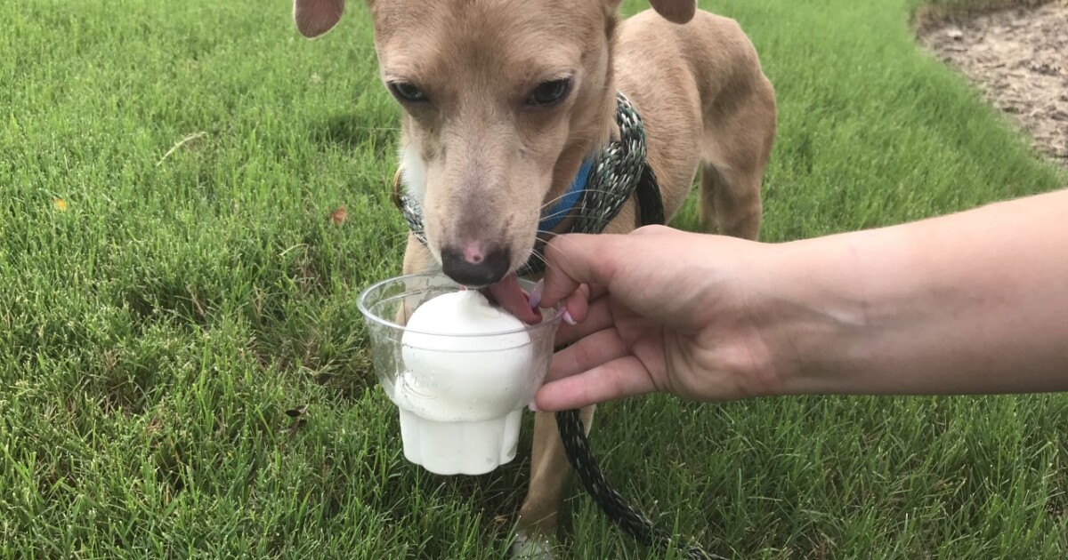 Dairy Queen donating September 'Pup Cup' sales to local animal shelters