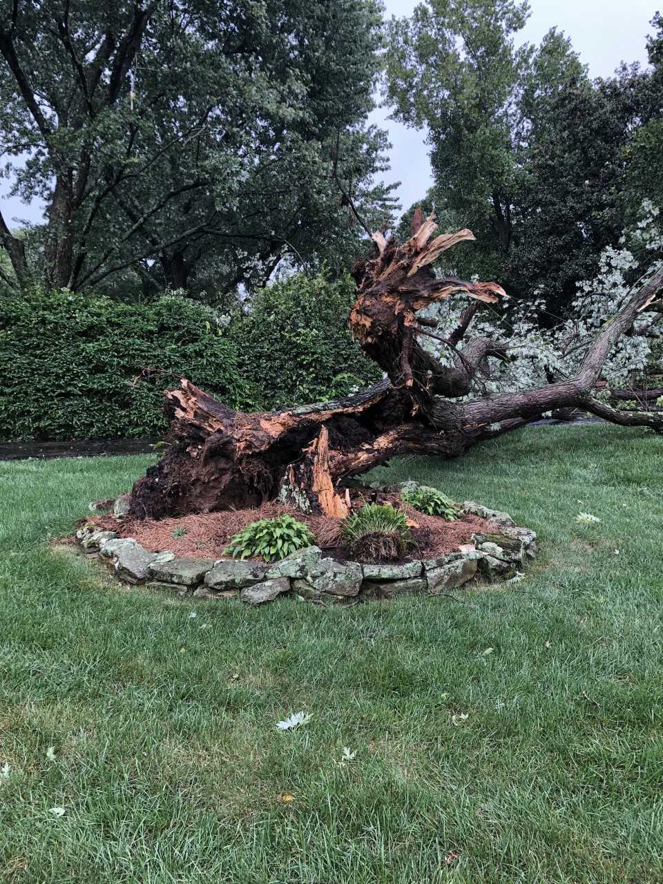 crievehalltree.jpeg