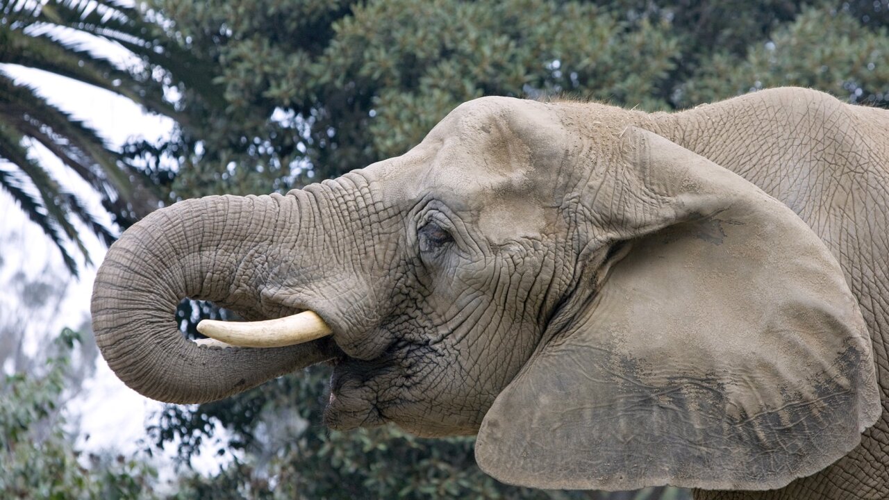 Tembo the Elephant