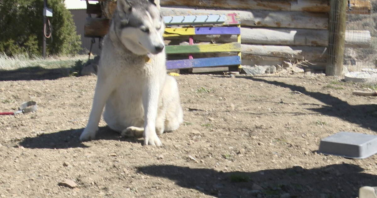 Montana dog owners concerned after several German Shepherds go missing - Vimarsana News