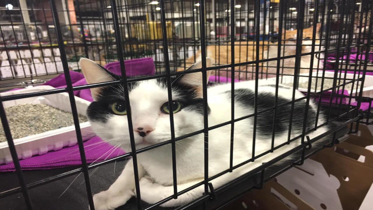 PHOTOS: IndyMega Adoption Event