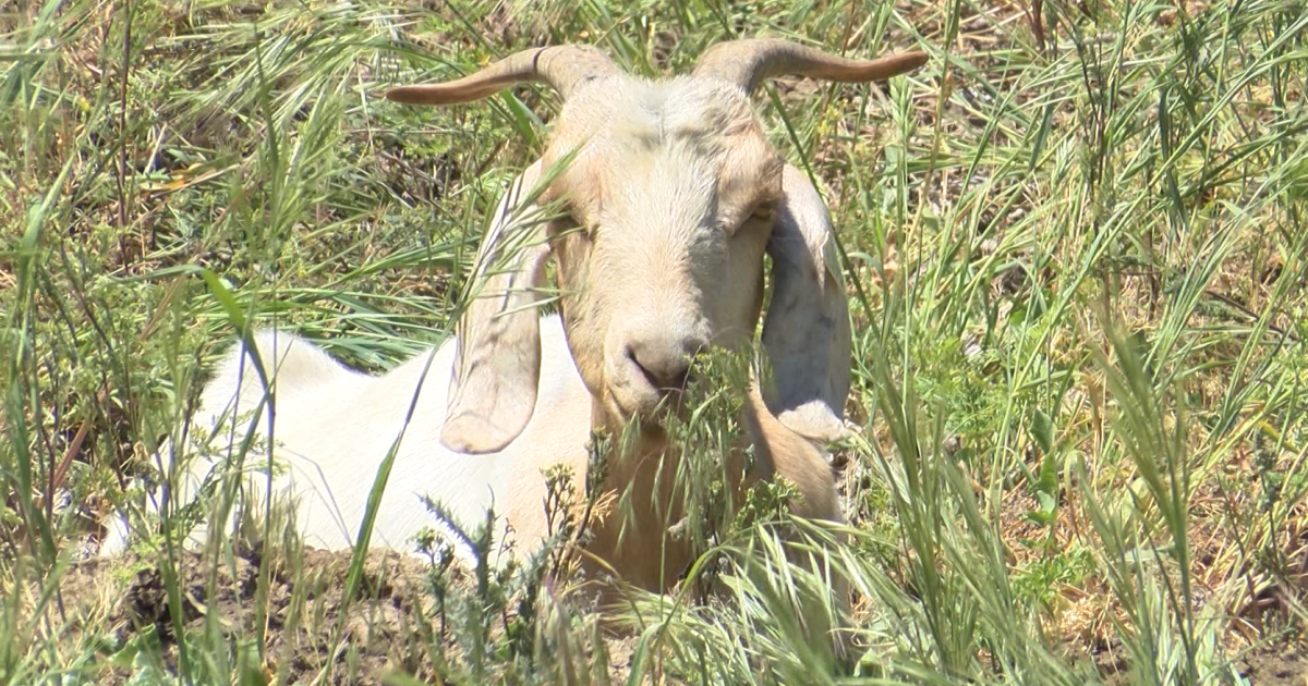 California labor law could have major impact on goat herds - Vimarsana News