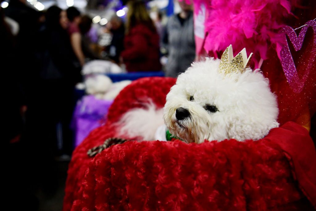 2016 National Dog Show Cane Corso Working Group Nbc Sports