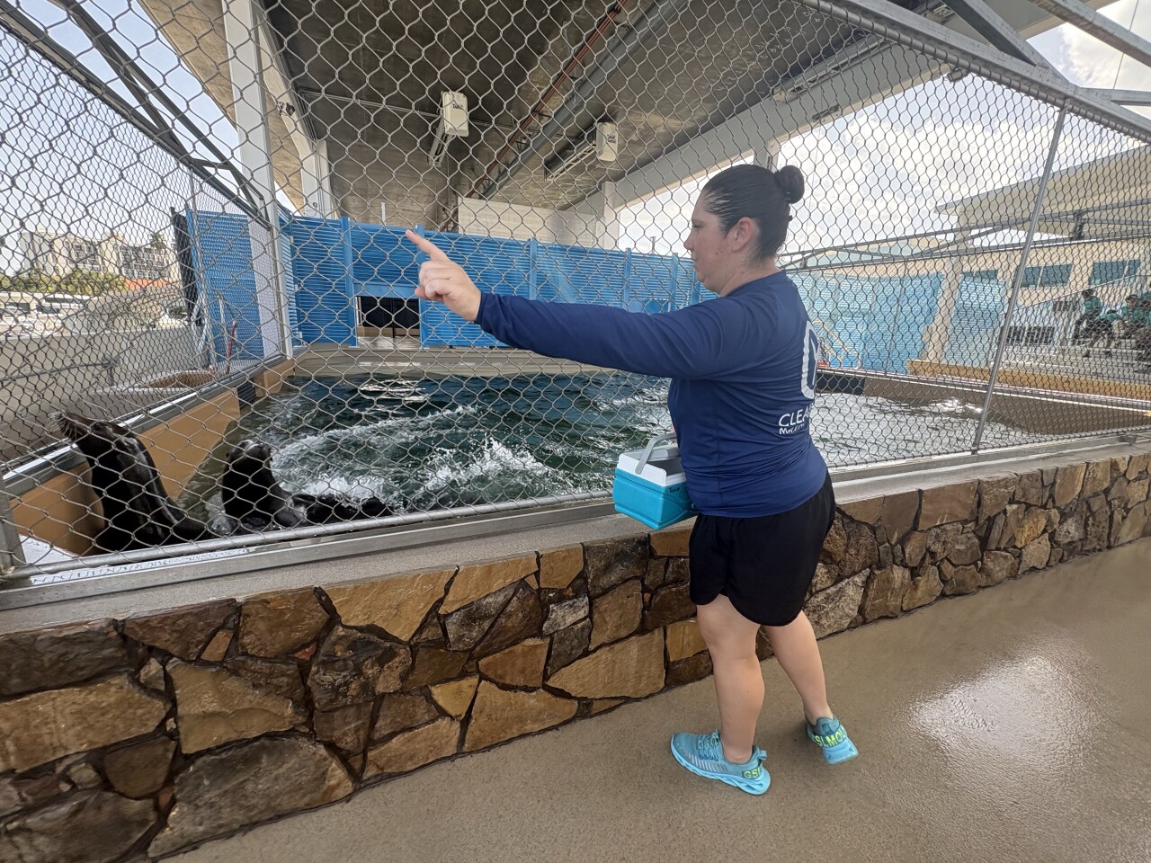 Clearwater Marina Aquarium welcomes Sea Lions for the first time1.jpg