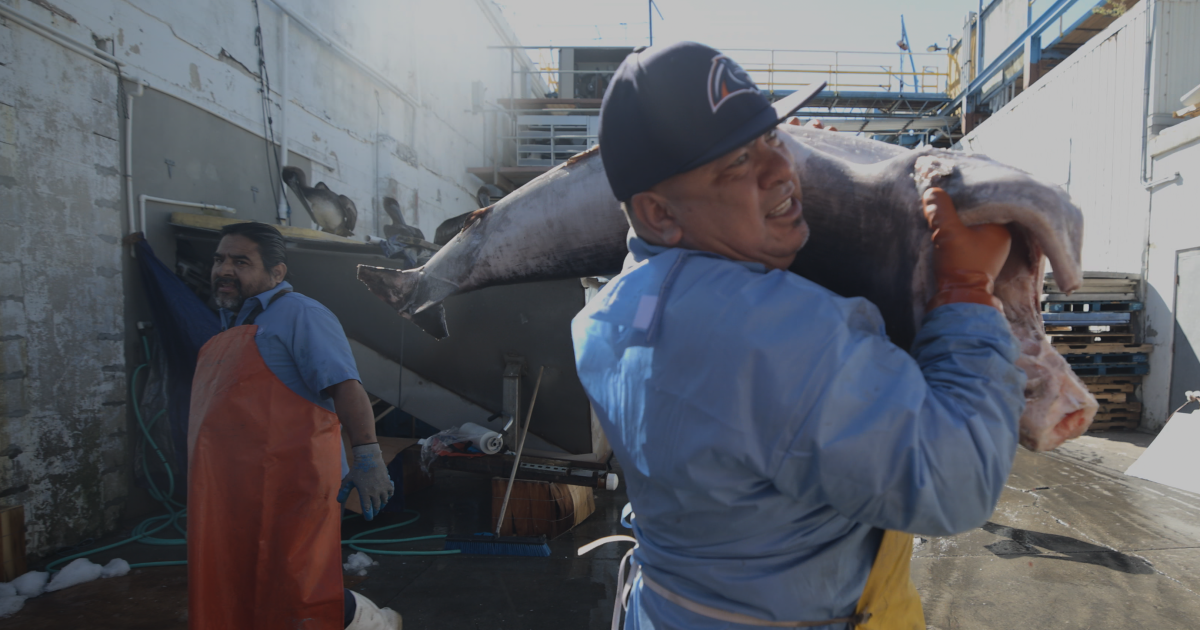 Cortez: Behind-the-scenes at one of Florida's most historic fishing village