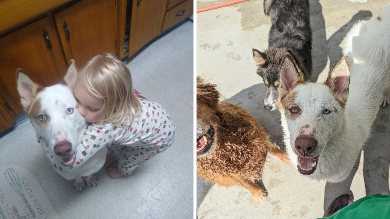 Rescues in Action: Romeo