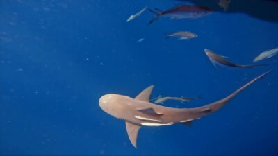 Sharks