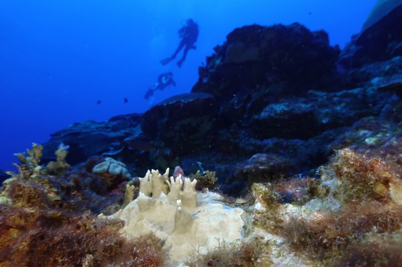 Climate Texas Coral Reefs