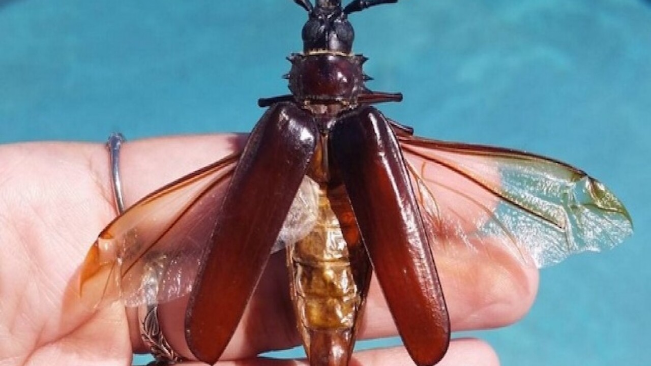 Monsoon Bugs 8 Things You Need To Know About Palo Verde Beetles