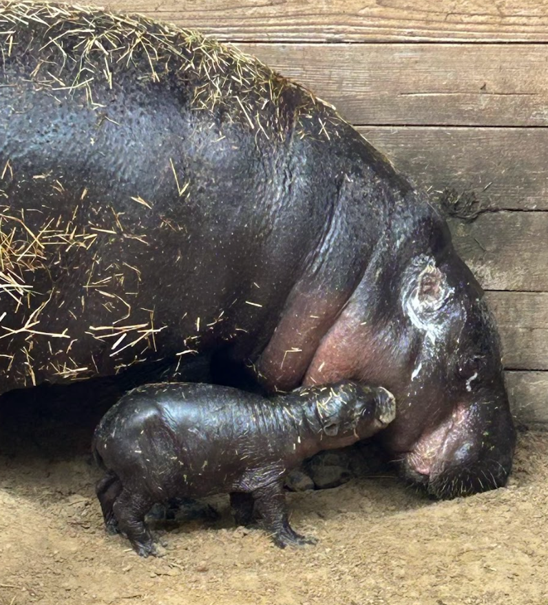 ZooTampa welcomes rare pygmy hippo