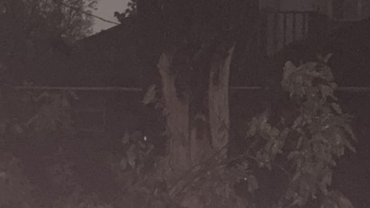 Tree damage 31st and Memorial