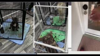 Fort Pierce Bulldogs Neglected