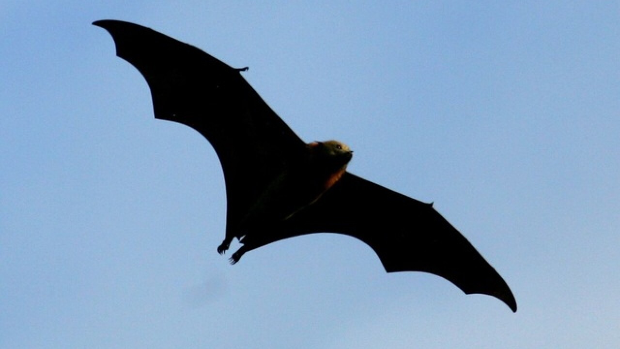 Where to see thousands of bats at Phoenix's 'bat cave'