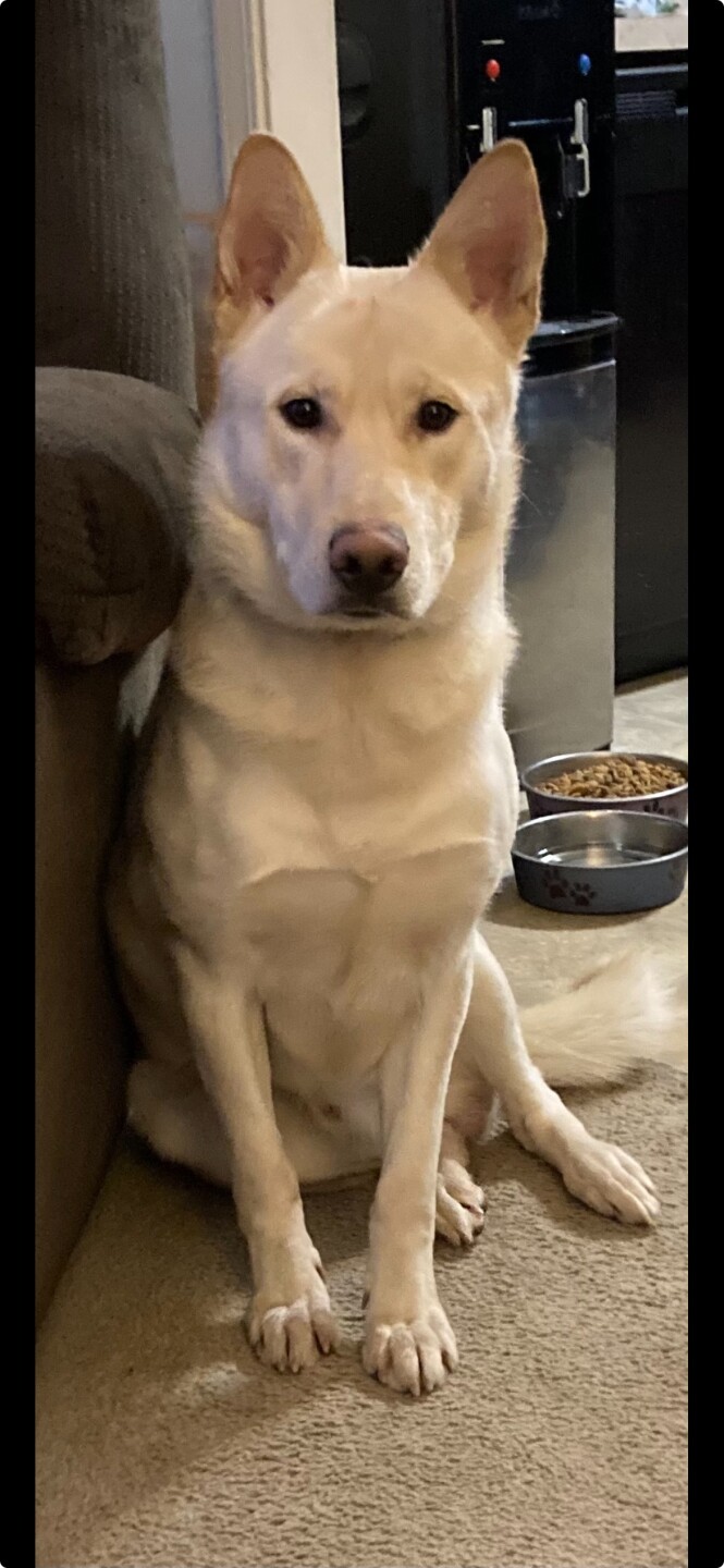 Dog walking forecast