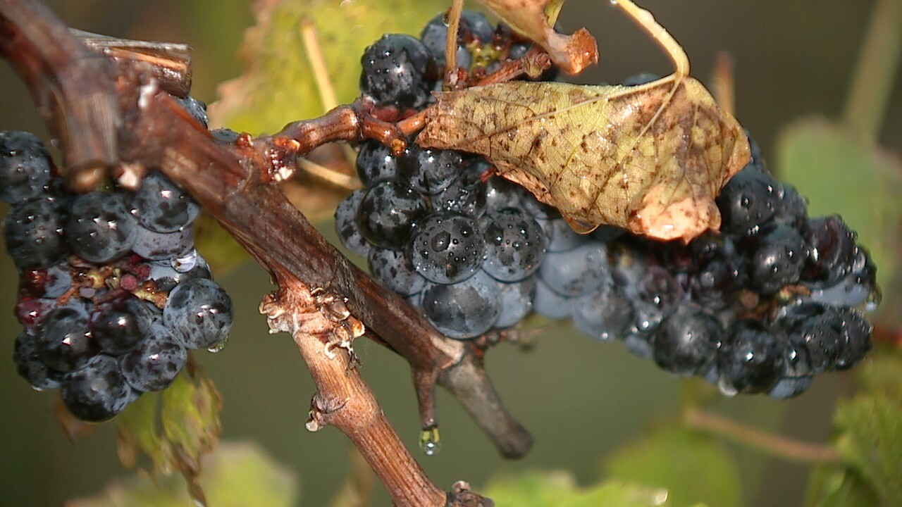 wine 3.jpg