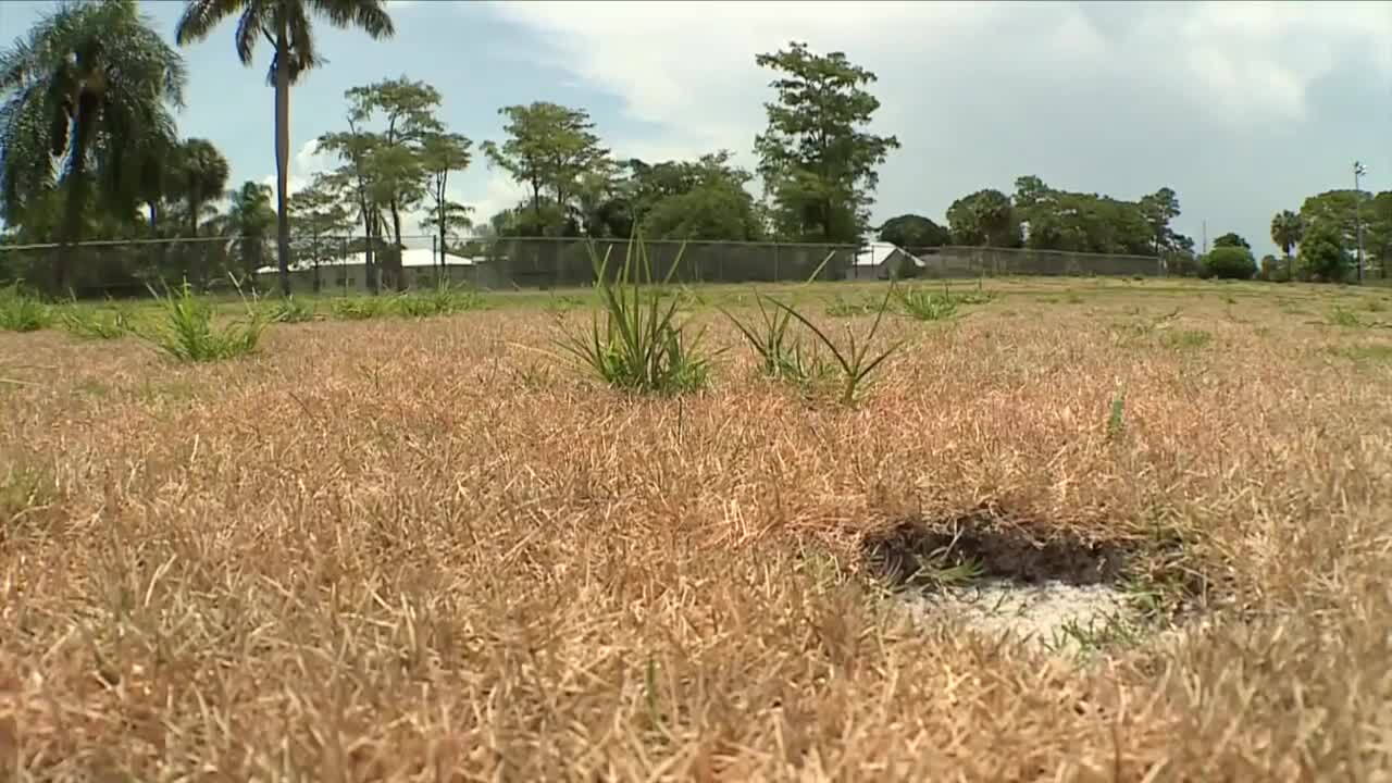 Greens and fairways at Lone Pine no longer manicured, July 13, 2023
