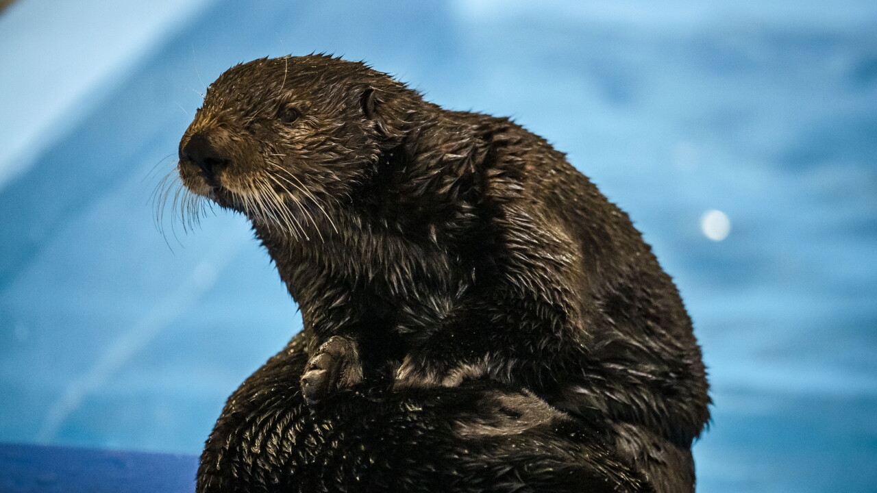 Keystone Species - Meaning, Types And 5 Examples 1 Examples Of Keystone species