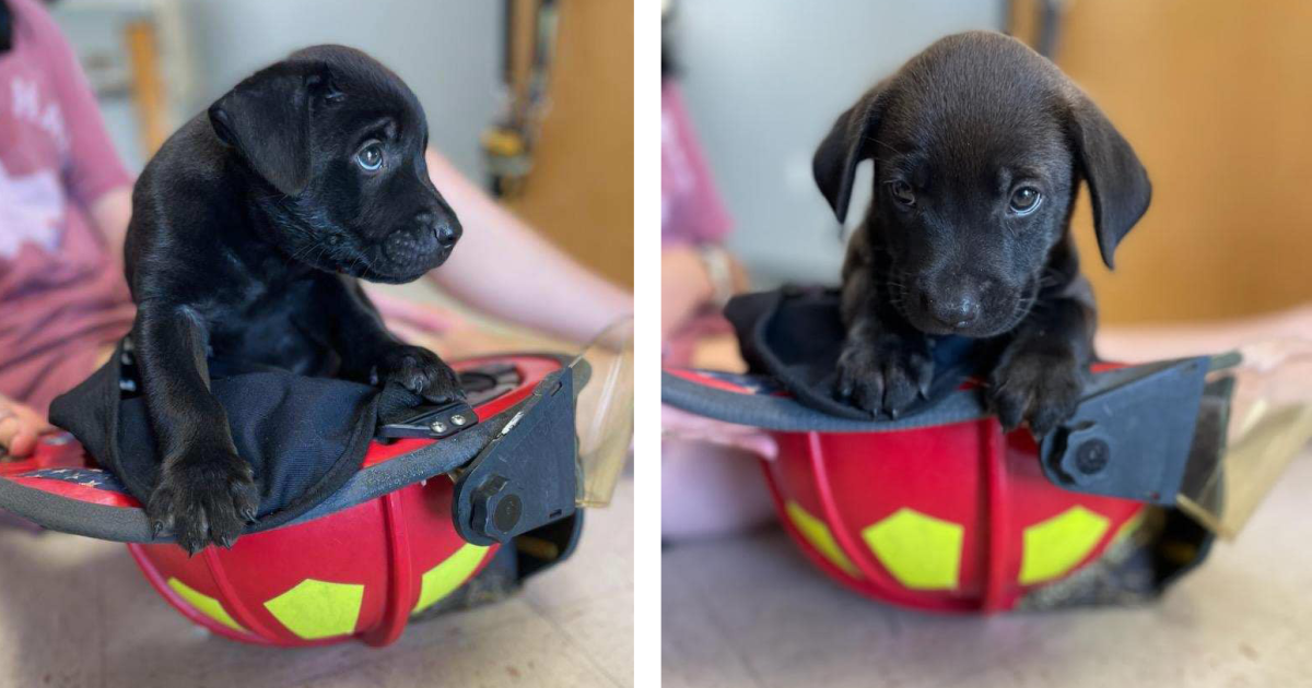 Puppies left abandoned at Flour Bluff fire station - Vimarsana News