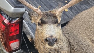 3 cases of wasted mule deer