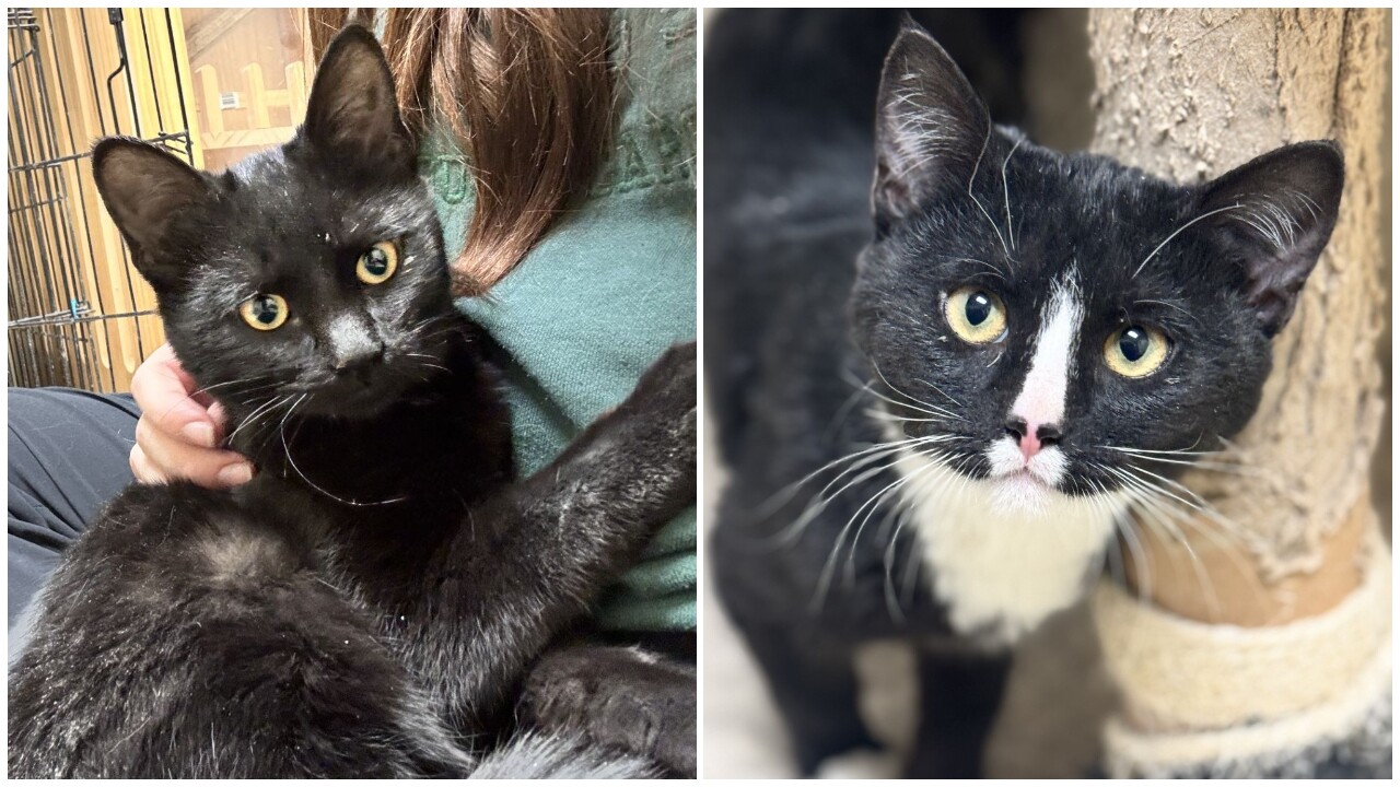 Prairie Oasis Animal Shelter in Shelby presents our Adoptable Pets Of The Week: Barbara and Margaret!