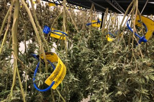 Medical Marijuana15.jpg