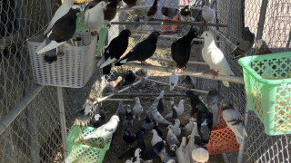 SBCAS_Birds_1.jpg
