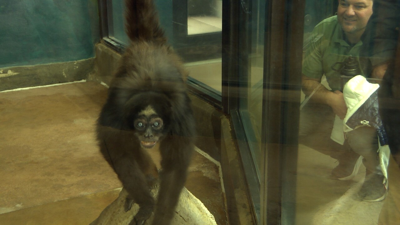 Elvis the Spider Monkey at Zoo Boise